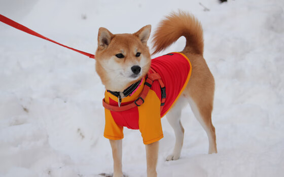 瑞士马术协会与科技公司合作，开发虚拟现实训练平台，提升骑手技能。