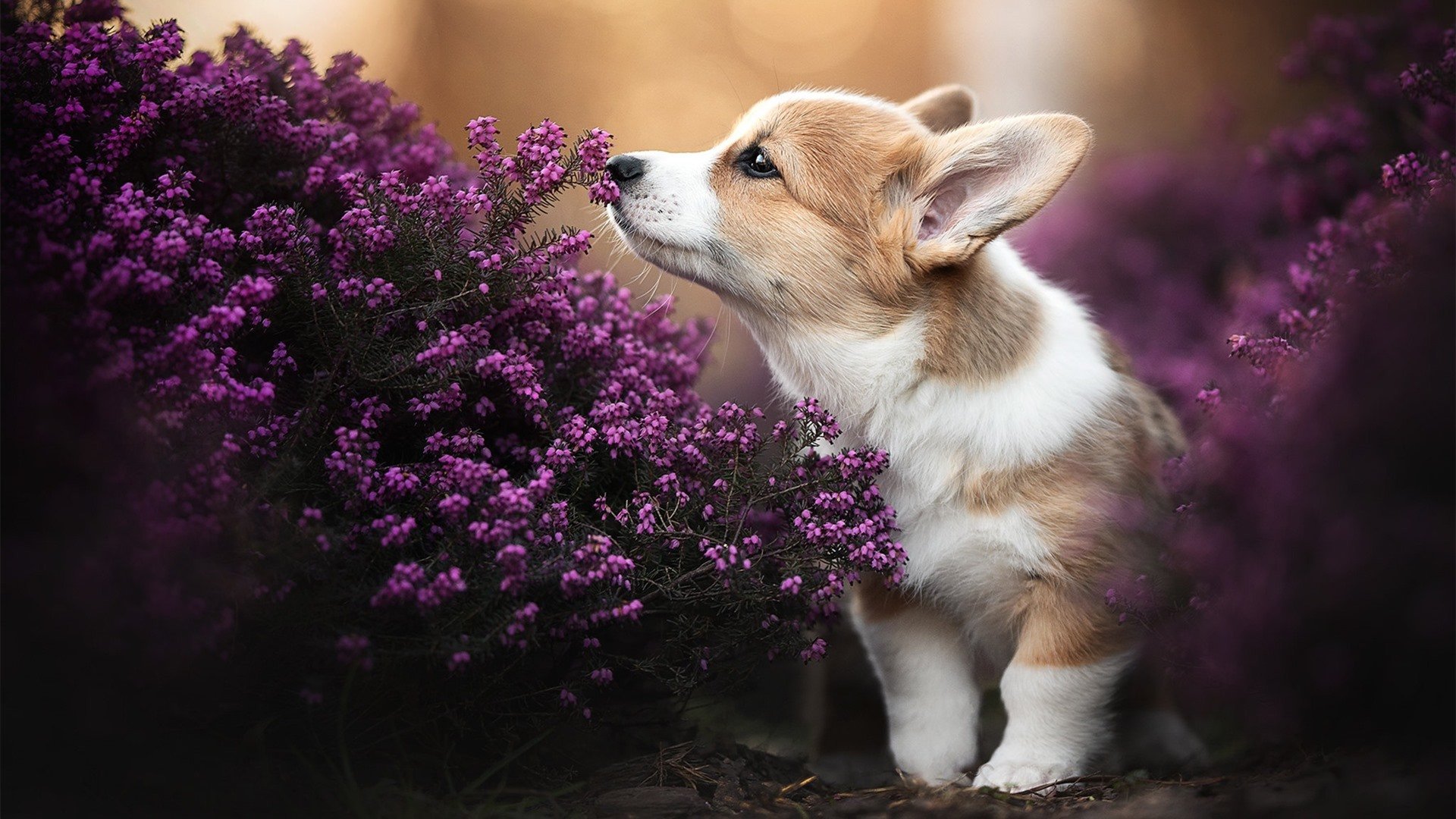 联盟反兴奋剂新措施：确保比赛公平公正，反兴奋剂参赛方案