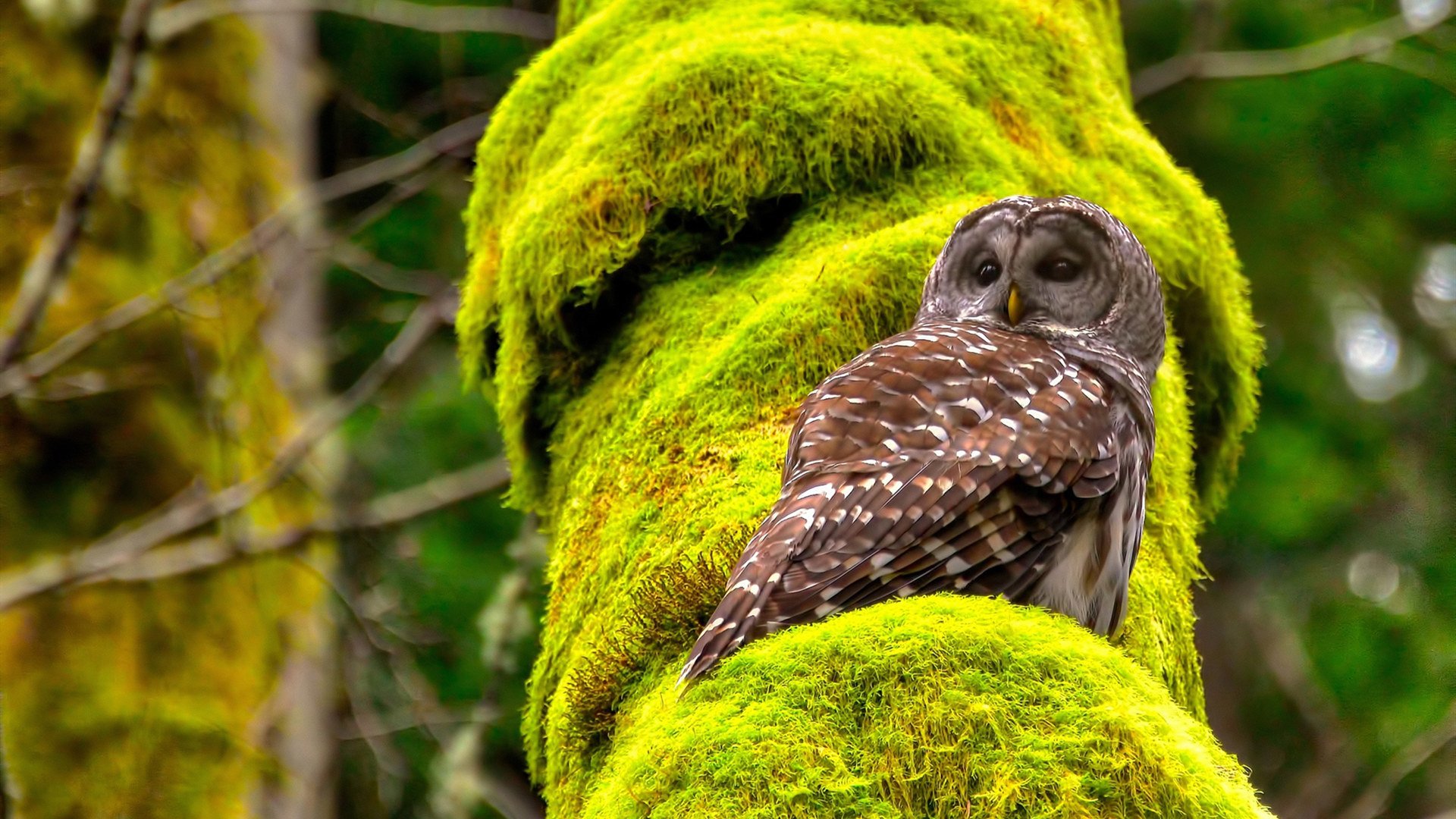 逆境中不屈：那些用信念点燃战火的足球战士