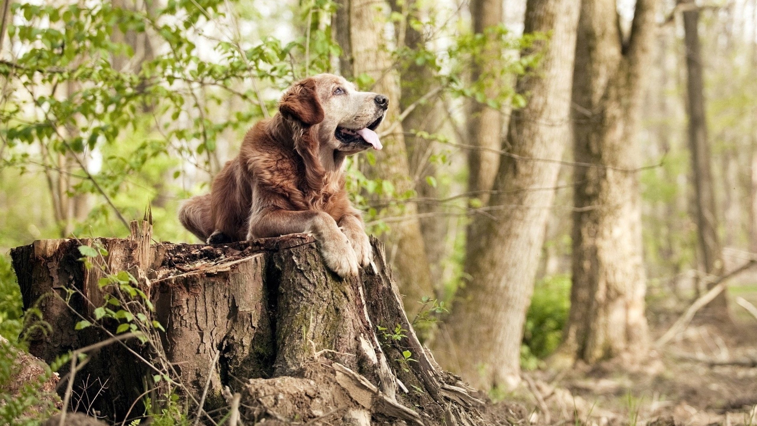 亚洲杯赛上演精彩对决 中国队凭实力击败对手，亚洲杯中国战况