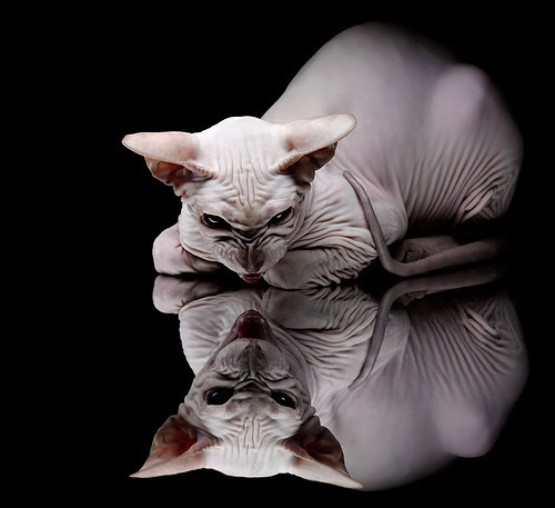 利物浦引进年轻中场球员，未来可期，利物浦著名中场