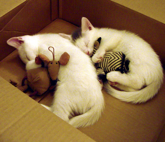 意大利选手团结一心，喜获胜利，意大利 团结