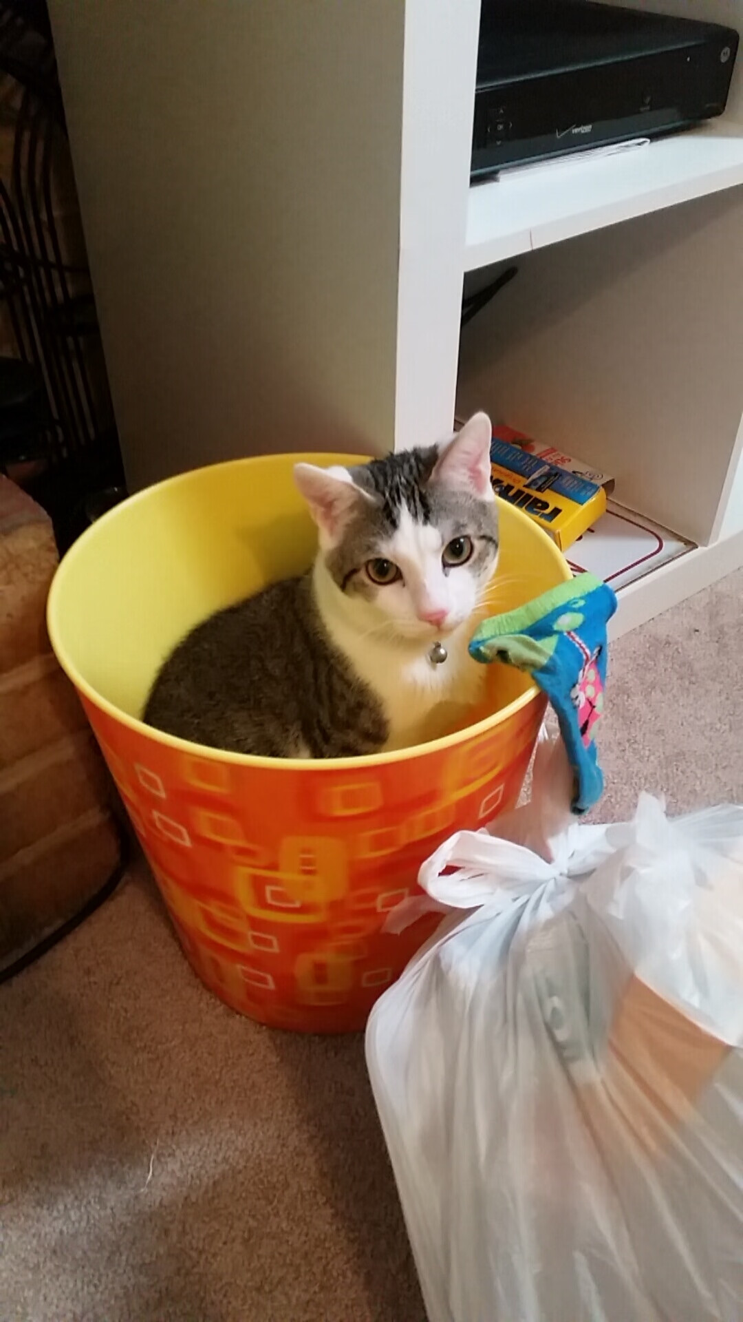 洛杉矶FC主场迎战阿尔阿赫利，德比战备受关注，洛杉矶fcvs