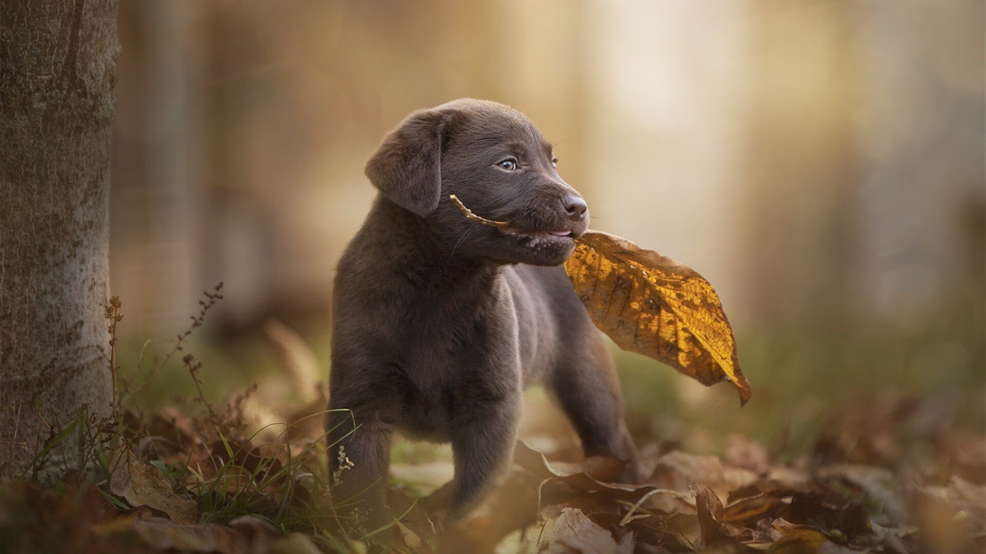 里昂主帅接受访谈，剖析战术布局与策略调整，里昂球队