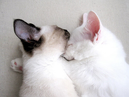 中国篮球教练员执教能力提升与培训体系建设,篮球教练员培训管理系统