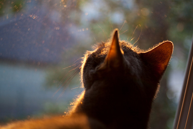 五大联赛技术统计是否正逐渐替代传统球探评估体系，五大联赛分析