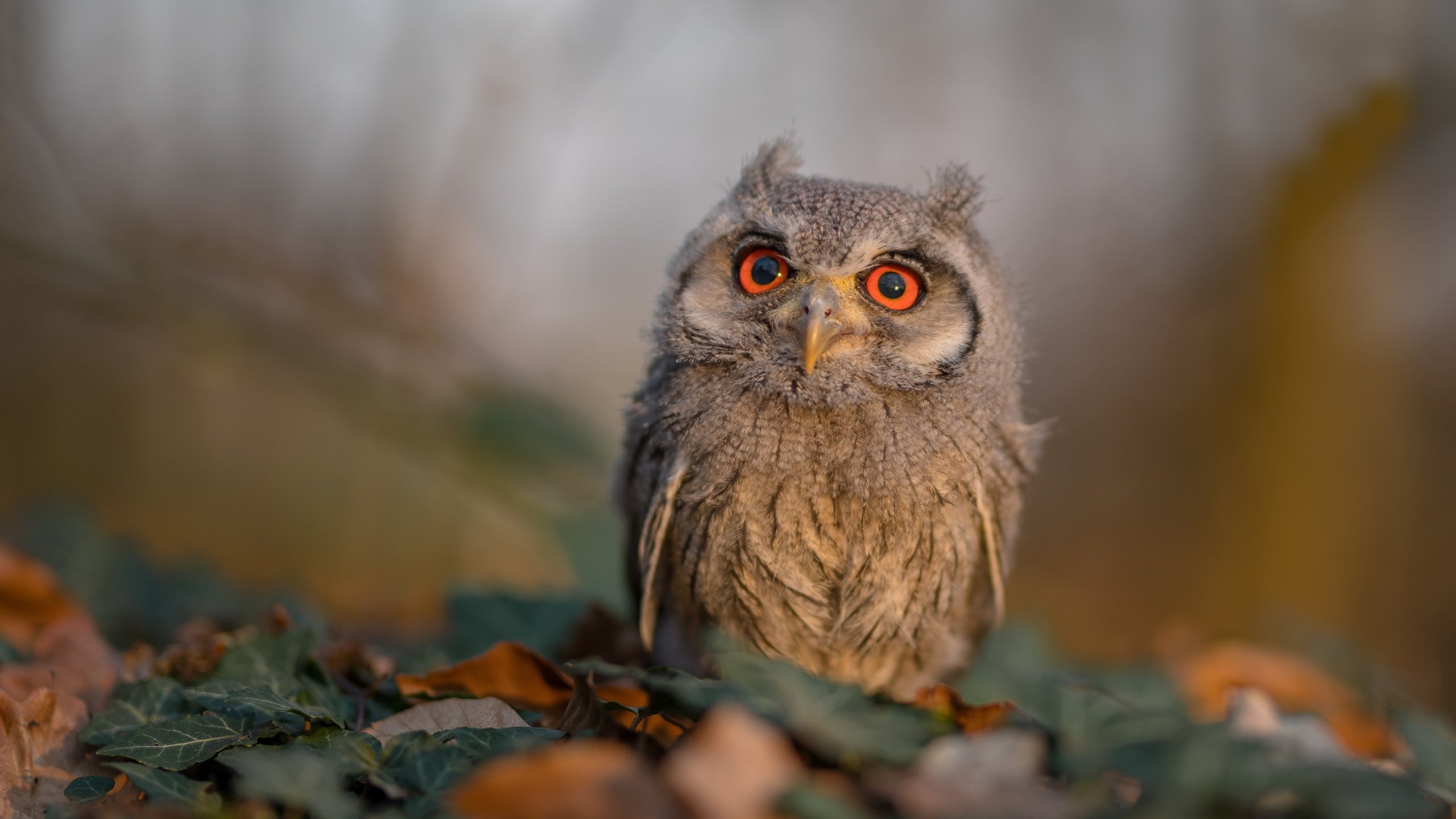 冲刺能力对比：中国后程更具爆发力