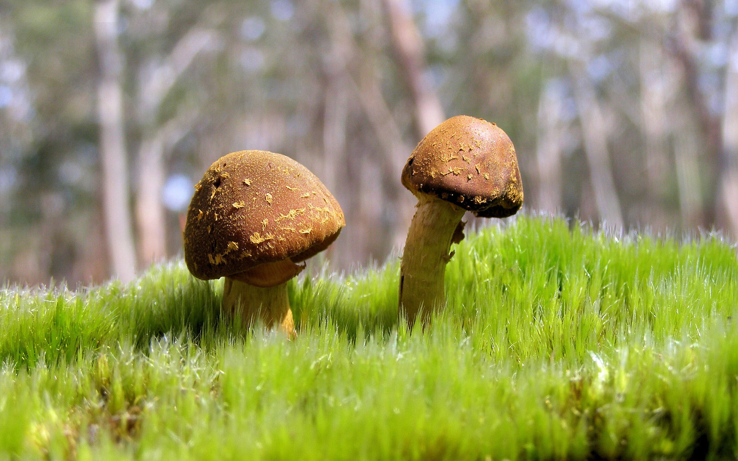 校园足球竞赛评价体系尚未完善，校园足球竞赛制度