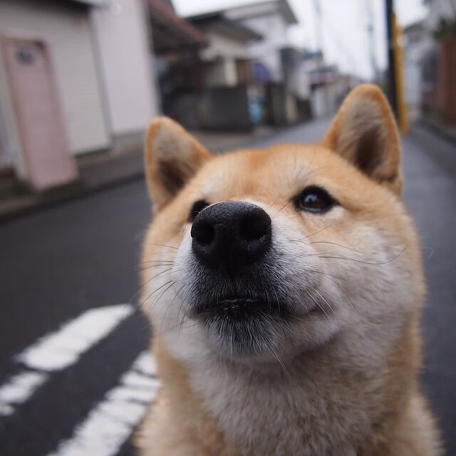 瑞典乒乓球队的未来：从团体赛到单打独立发展的全面布局，瑞典 乒乓