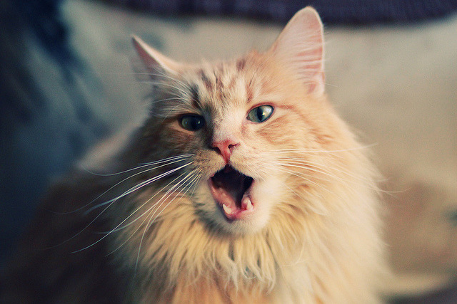 普里戈达：50蛙节奏控制堪称典范