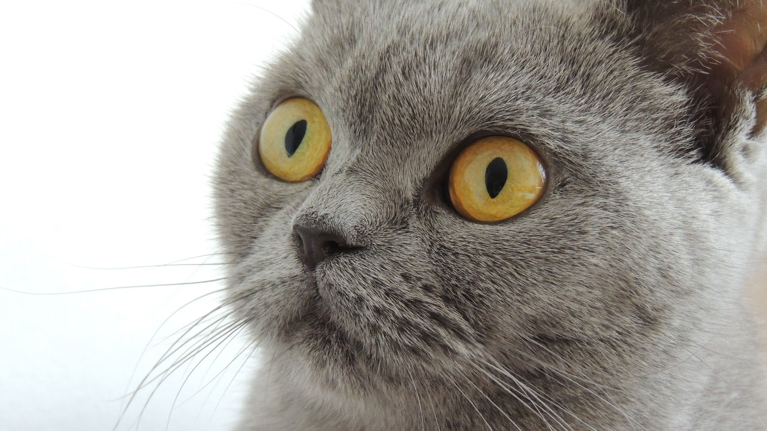 普里戈达:50蛙节奏控制堪称典范