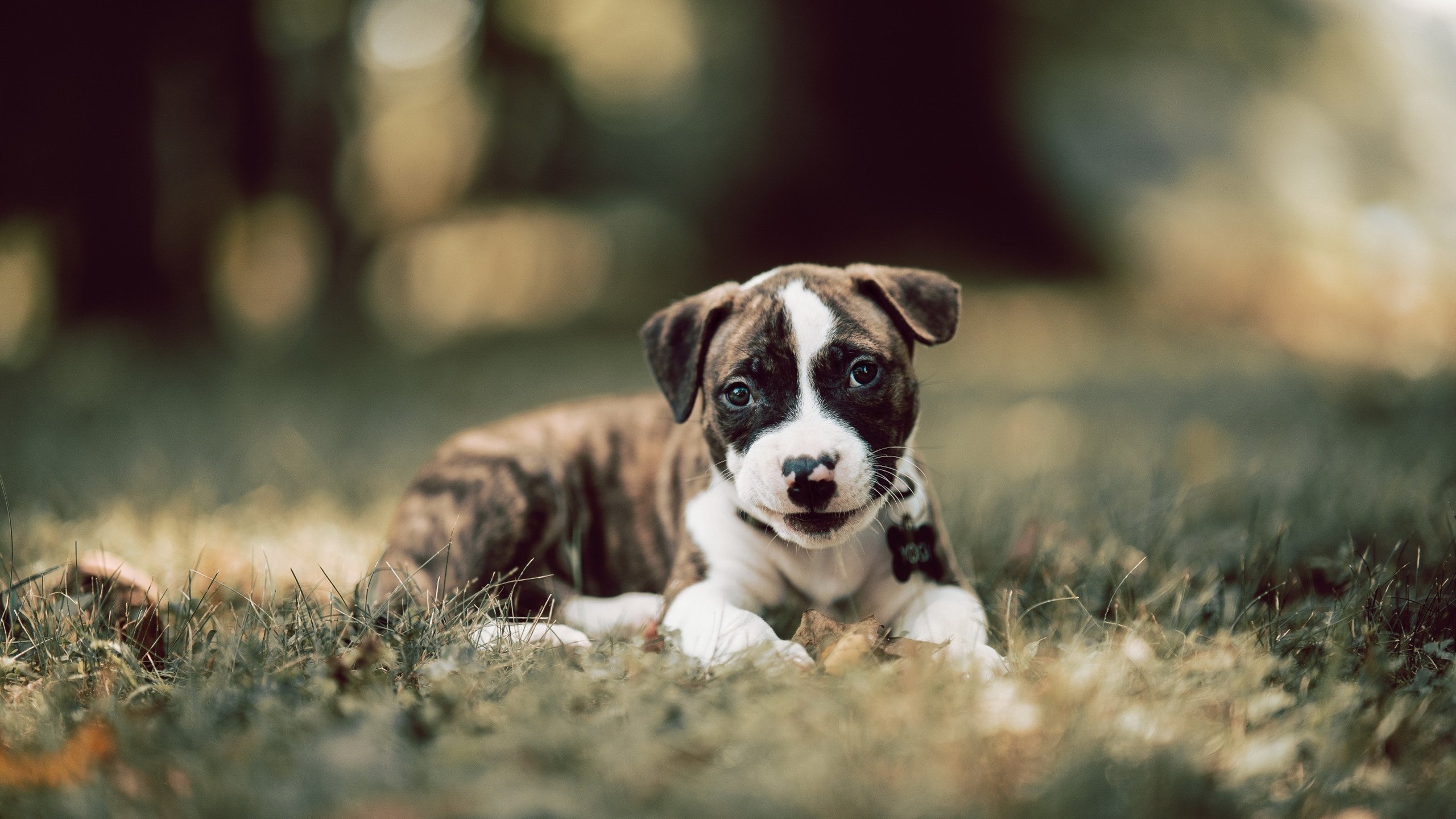 森林狼揭开季前训练营序幕，森林狼季前赛