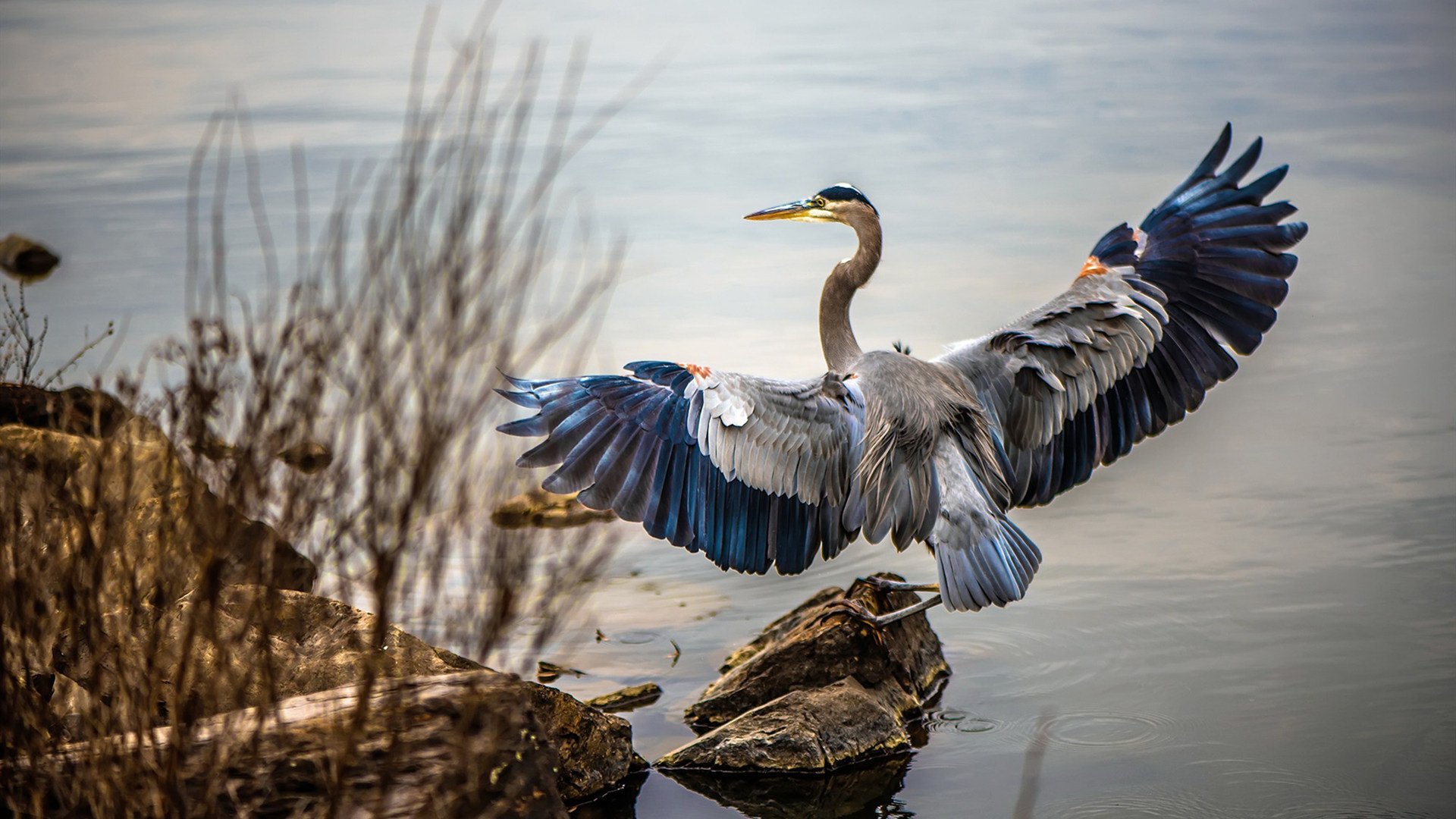 马克·阿特金森:南非队在关键比赛中的决胜者,阿特金森和麦克里兰